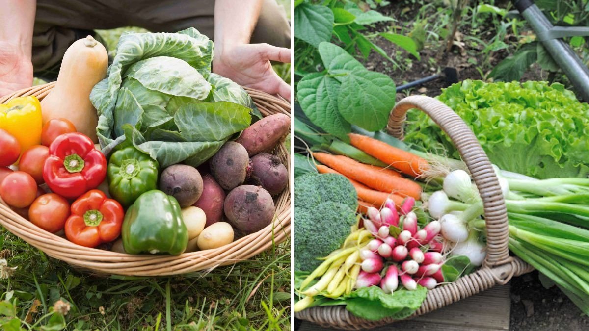 Grow Fresh Vegetables in Containers: The Ultimate Summer & Rainy Season Guide (FULL UPDATES)