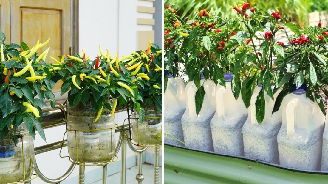 Grow Unlimited Chillies in Containers: The Ultimate Guide to ZERO Flower/Bud Drop (FULL UPDATES)