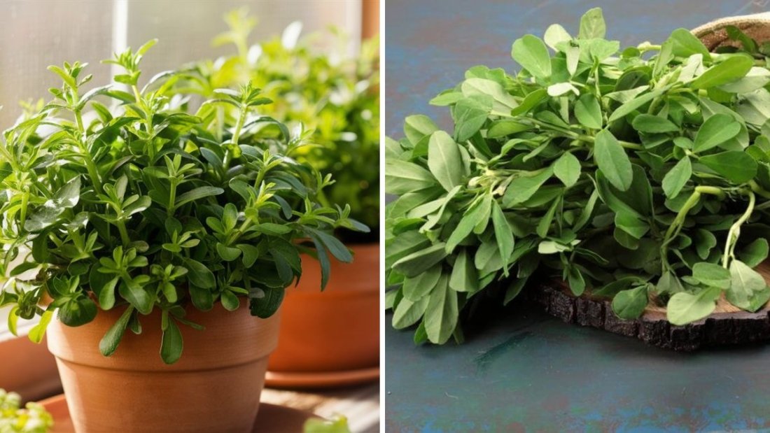 Grow Fresh Fenugreek/Methi in Containers: The Easiest Seed-to-Harvest Guide (FULL UPDATES)