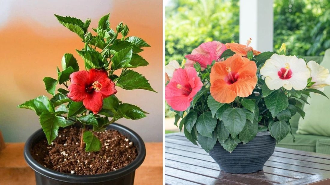 Create Your Own Hybrid Hibiscus at Home: Complete Guide to Making Hibiscus Seeds (FULL UPDATES)