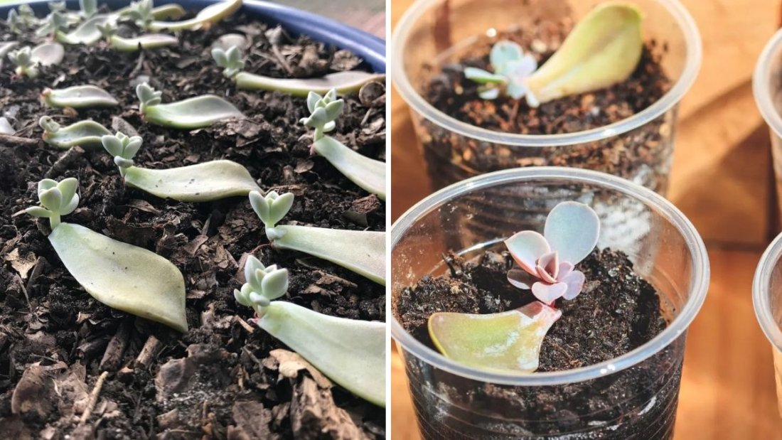 Master Succulent Propagation: The Complete Guide to Growing Your Succulent Garden Like a Pro