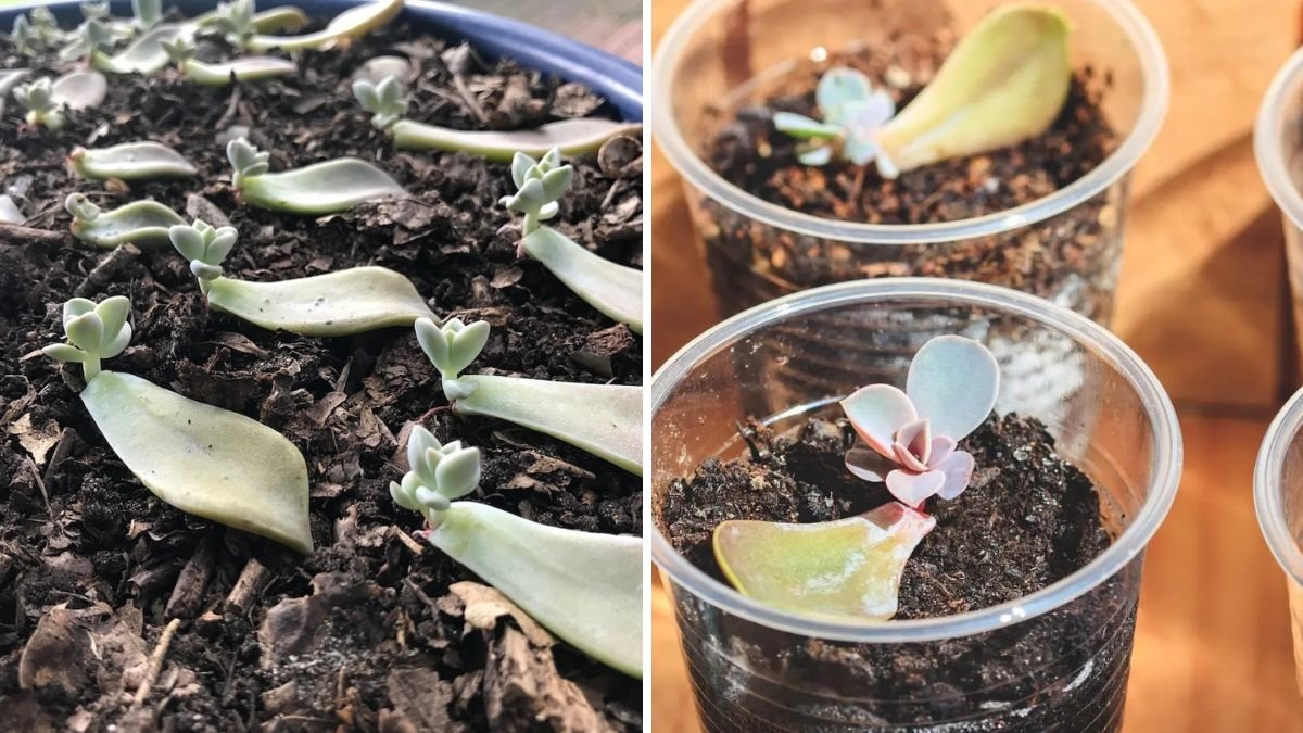 Master Succulent Propagation: The Complete Guide to Growing Your Succulent Garden Like a Pro