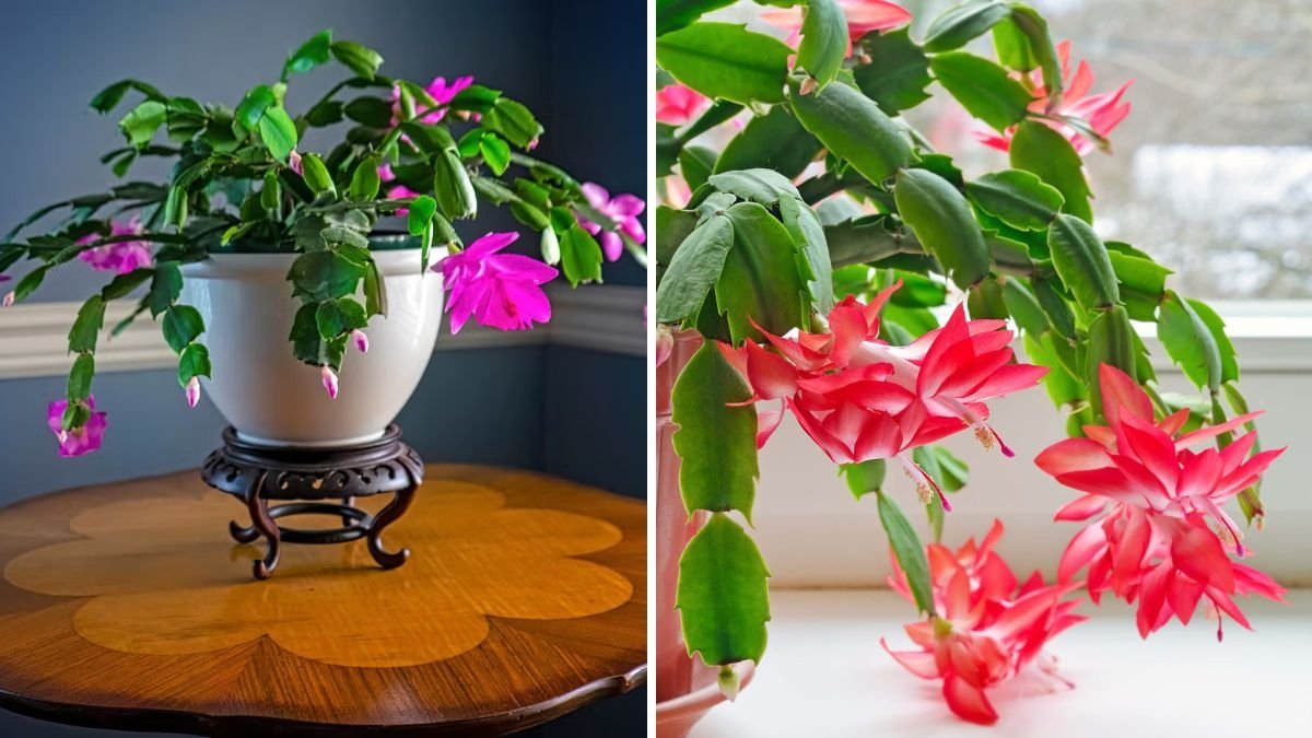 Complete Guide to Growing a Christmas Cactus: Care Tips for Blooming Success