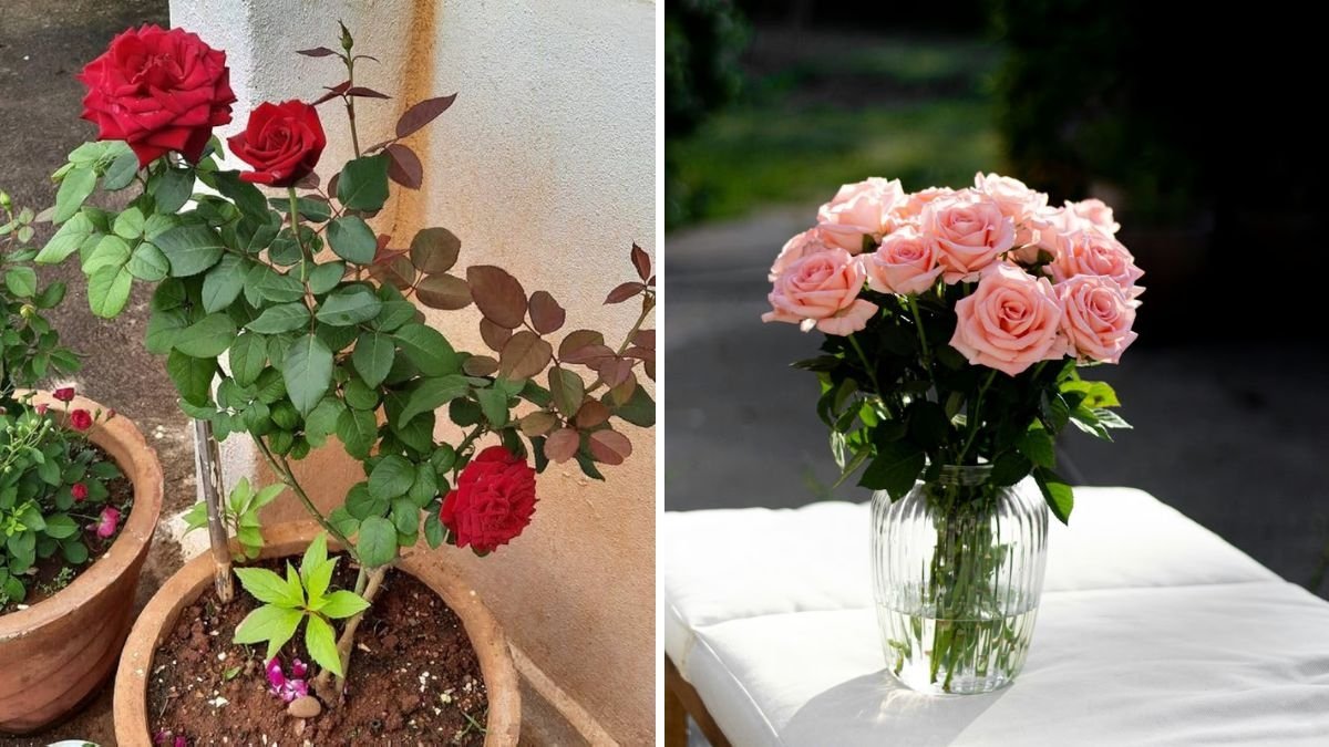 Boost Your Rose Blooms: Proven Tips to Get 500% More Flowers on Your Roses