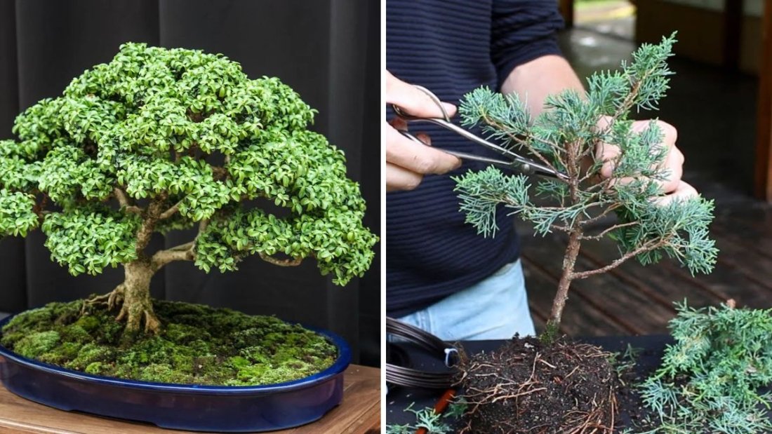 Bonsai Made Simple: The Fast & Easy Beginner’s Guide to Creating a Stunning Bonsai at Home
