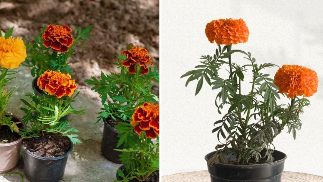 Grow Marigold from Cuttings FAST & EASY: Complete Step-By-Step Guide (With Growth Updates)