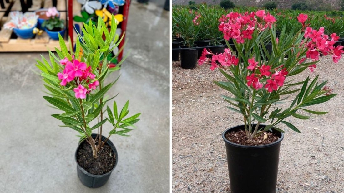 Grow Oleander (Kaner) From Cuttings Like a Pro – Fast, Easy & With Update Results!