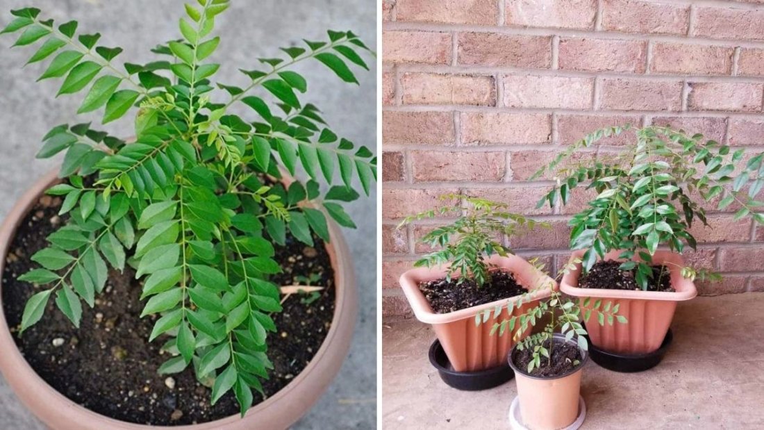 Grow Curry Leaf Plant From Seeds Fast & Easy – Complete Guide With Step-by-Step Updates!