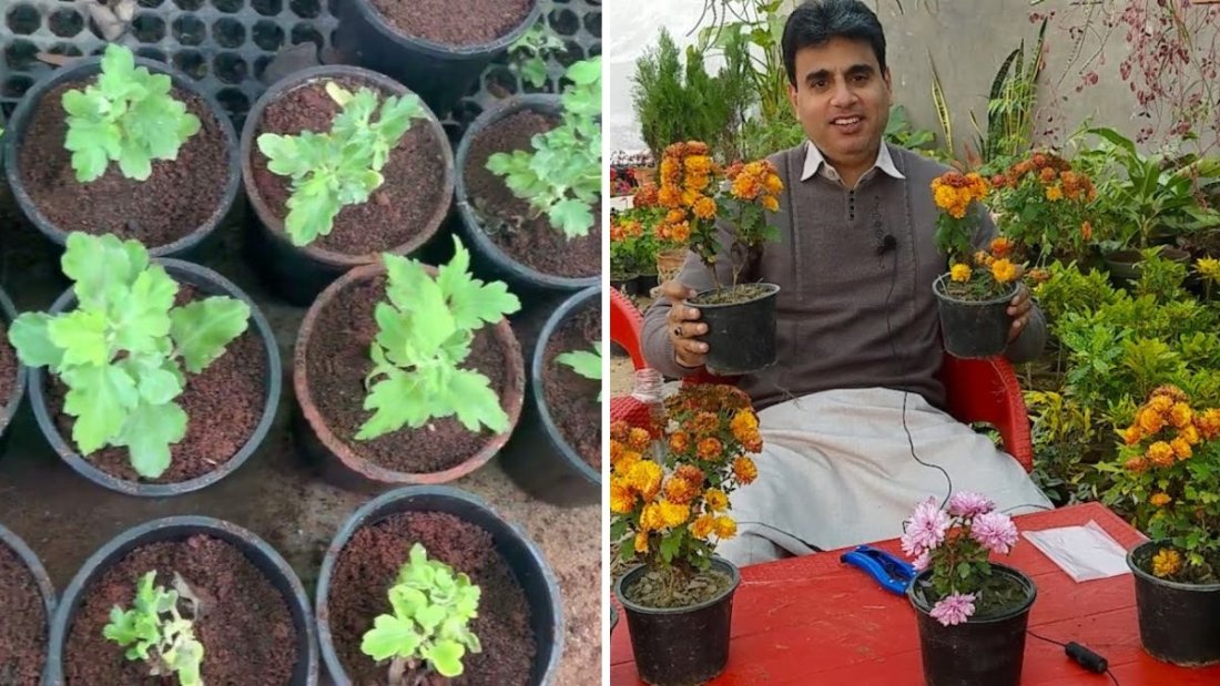 Grow Chrysanthemums (Gul-E-Daudi / Mums) From Cuttings – Fast, Easy & With Update Results!