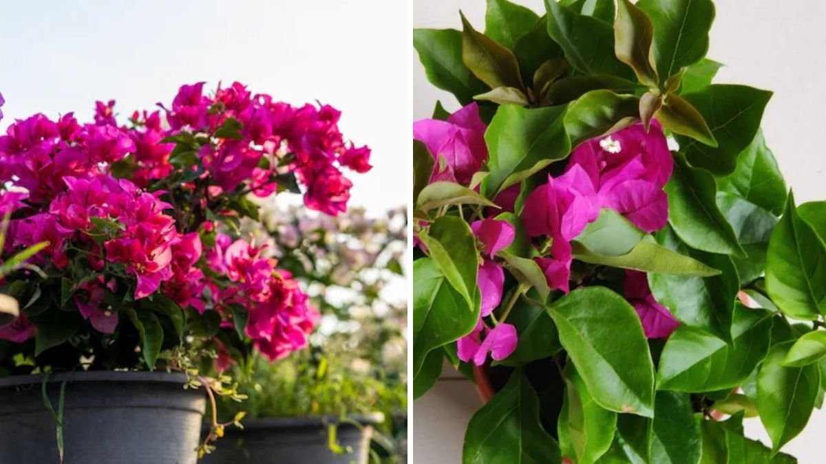 How to Propagate Bougainvillea from Cuttings: Fast and Easy Guide for Vibrant Garden Colors