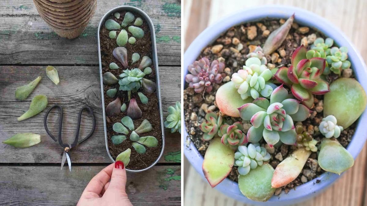 How to Propagate Succulents Fast and Easy: Step-by-Step Guide for a Thriving Indoor Garden