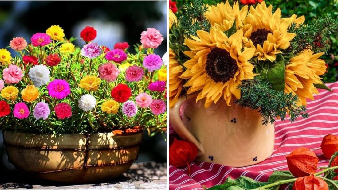 Top 5 Summer-Ready Flowering Plants You MUST Grow This Season (Part–I)