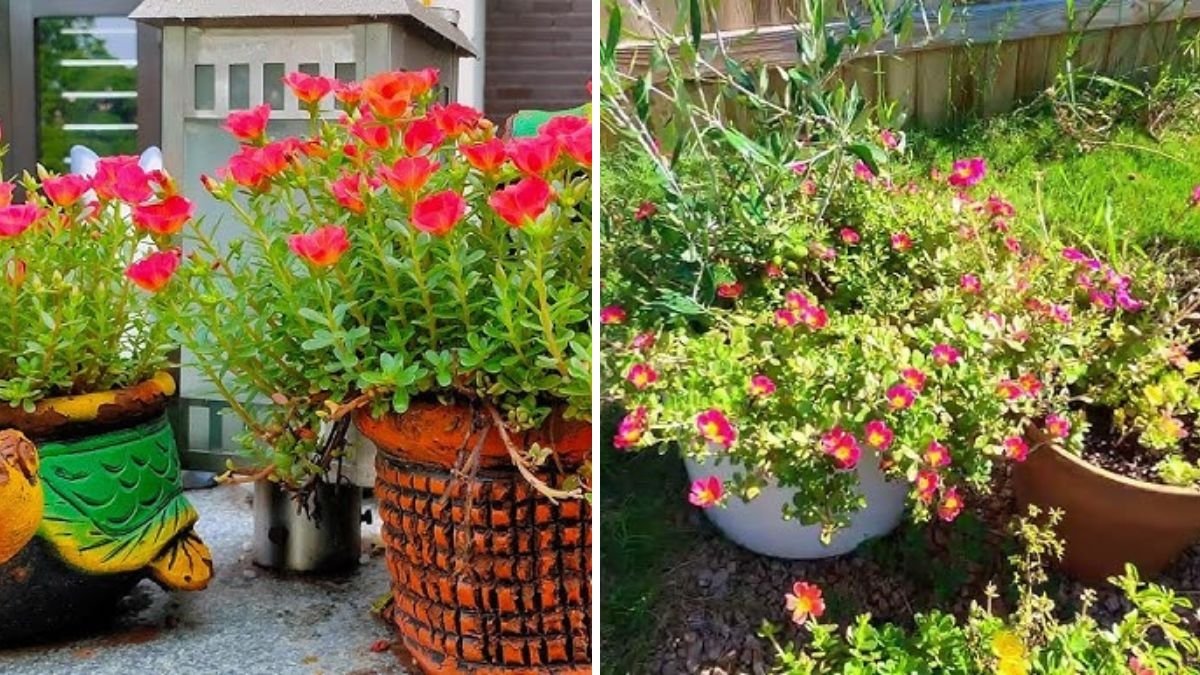 Grow Portulaca Like a Pro: Fast & Easy Guide to Propagating Moss Rose from Cuttings (With Update Videos)