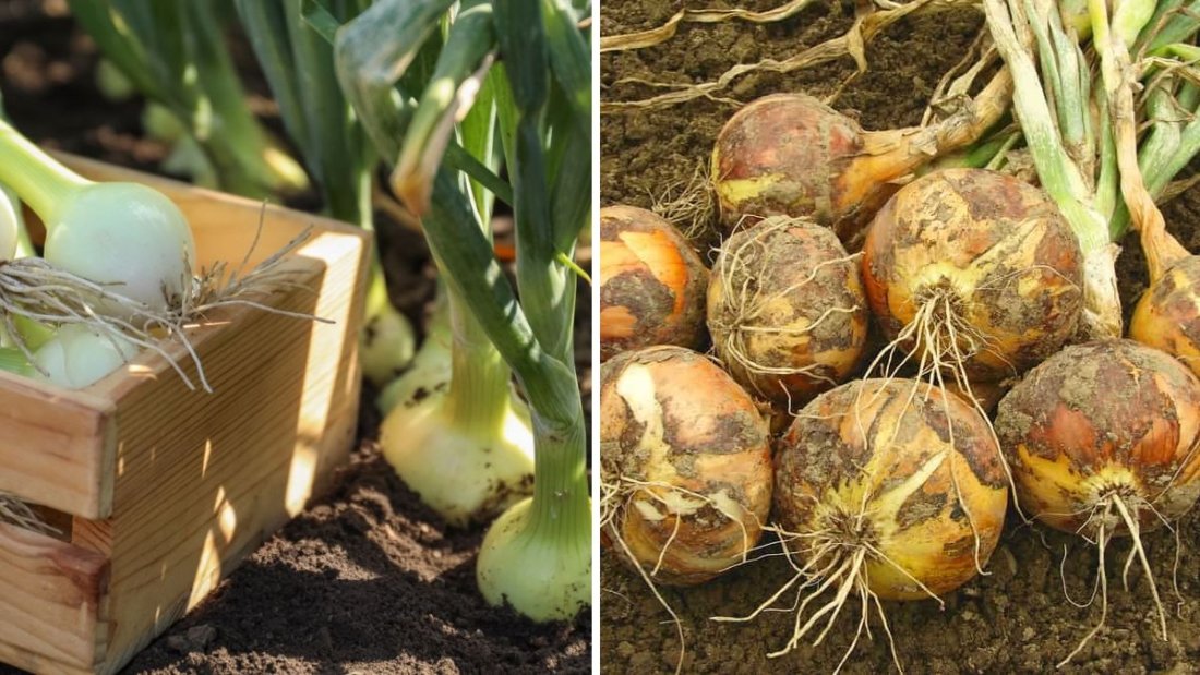 Grow Big, Harvest Bigger: How I Collected Tons of Onions from Just 2 Containers!