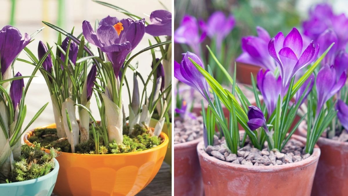 Grow Your Own Saffron: The Complete At-Home Kesar Cultivation Guide (Full Updates & Simple Steps)