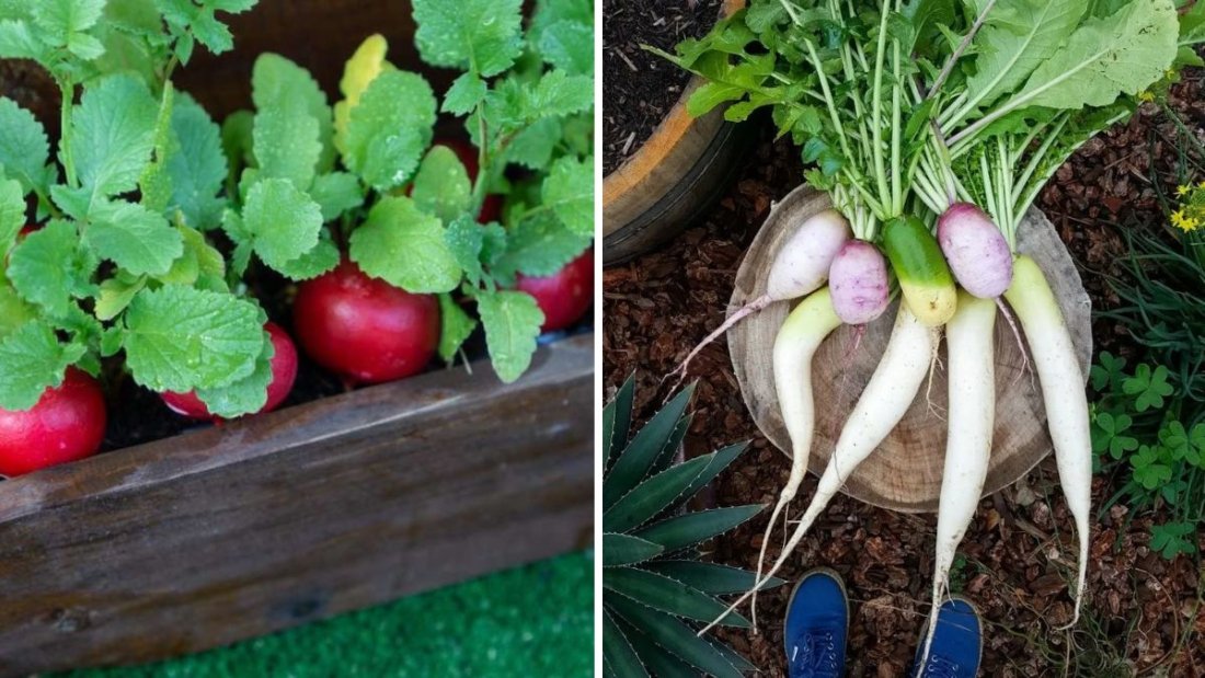 Grow Crisp, Juicy Radishes at Home: A Complete Beginner-Friendly Guide for Fast Harvests