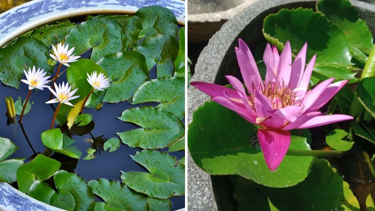 Grow Beautiful Lotus at Home: Step-by-Step Guide for Pots, Buckets & Small Garden Spaces