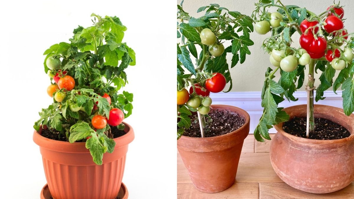 The Best Method to Grow Tomato Plants at Home: A Complete Guide for Big Harvests