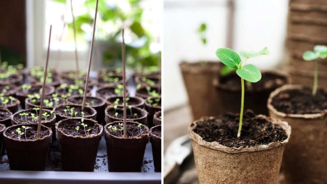 How to Grow Flower Seeds at Home: Complete Step-by-Step Guide for Beginners (Full Updates & Easy Method)