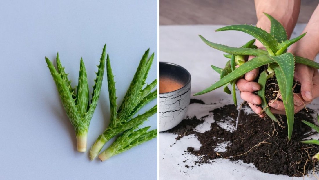 Multiply Your Aloe Plants Like a Pro: Two Foolproof Methods Anyone Can Try at Home