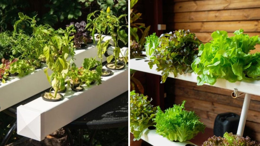 DIY Hydroponics Made Easy: A Complete Step-by-Step Guide to Building Your Own Home System