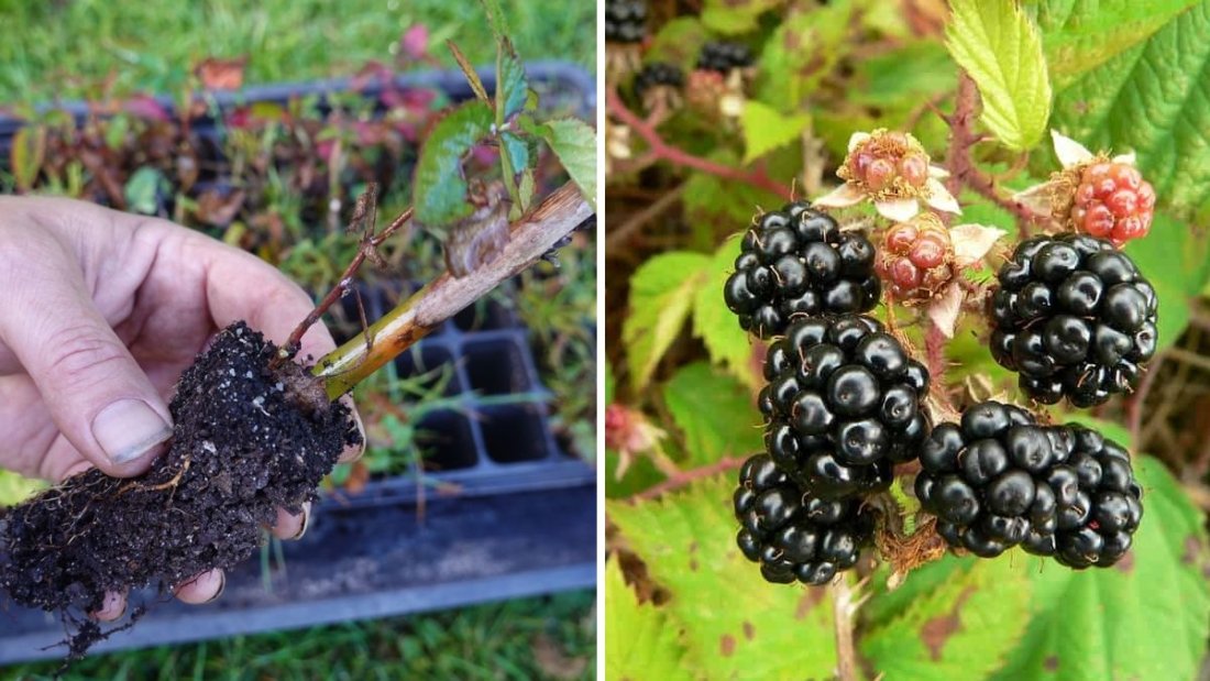 Grow Juicy Blackberries at Home: A Complete Guide to Planting Blackberries from Seeds