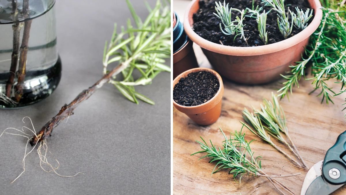 DIY Natural Rooting Powder: The Cheapest and Most Effective Way to Multiply Plants at Home