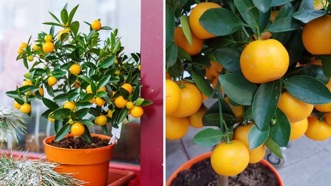 Supercharge Your Citrus Growth: Easy, Proven Tips to Grow Lemon, Orange & Other Citrus Trees Faster at Home!