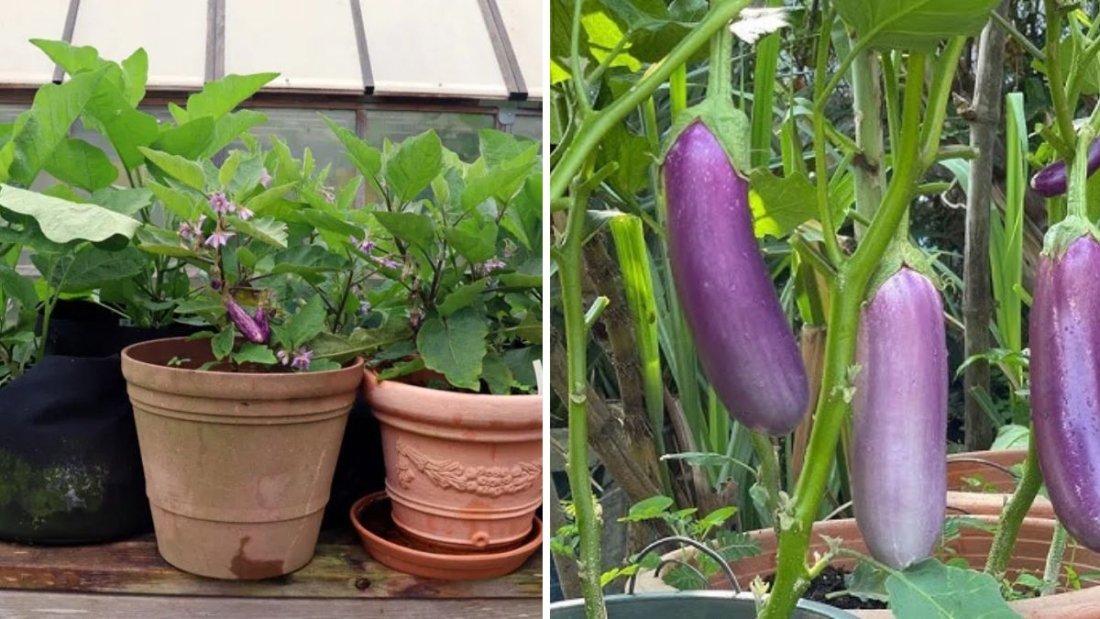 Easy Eggplant Growing: A Complete Guide to Planting in Pots or Directly in the Garden
