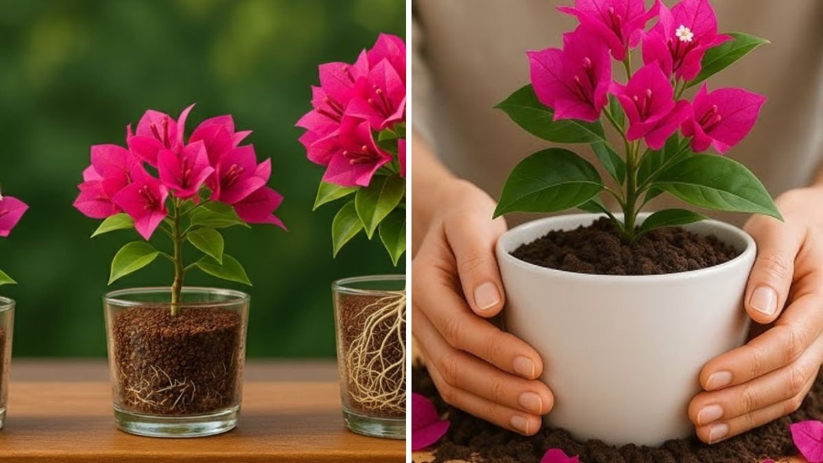 Rooting Bougainvillea at Home Made Easy: Step-by-Step Guide to Growing Vibrant Plants from Cuttings