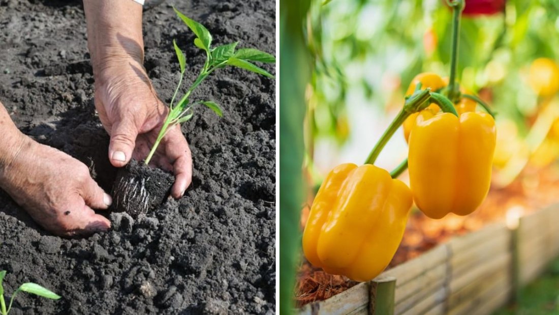 Ultimate Guide to Growing Peppers: Planting, Transplanting, Fertilization, and Maximizing Yield