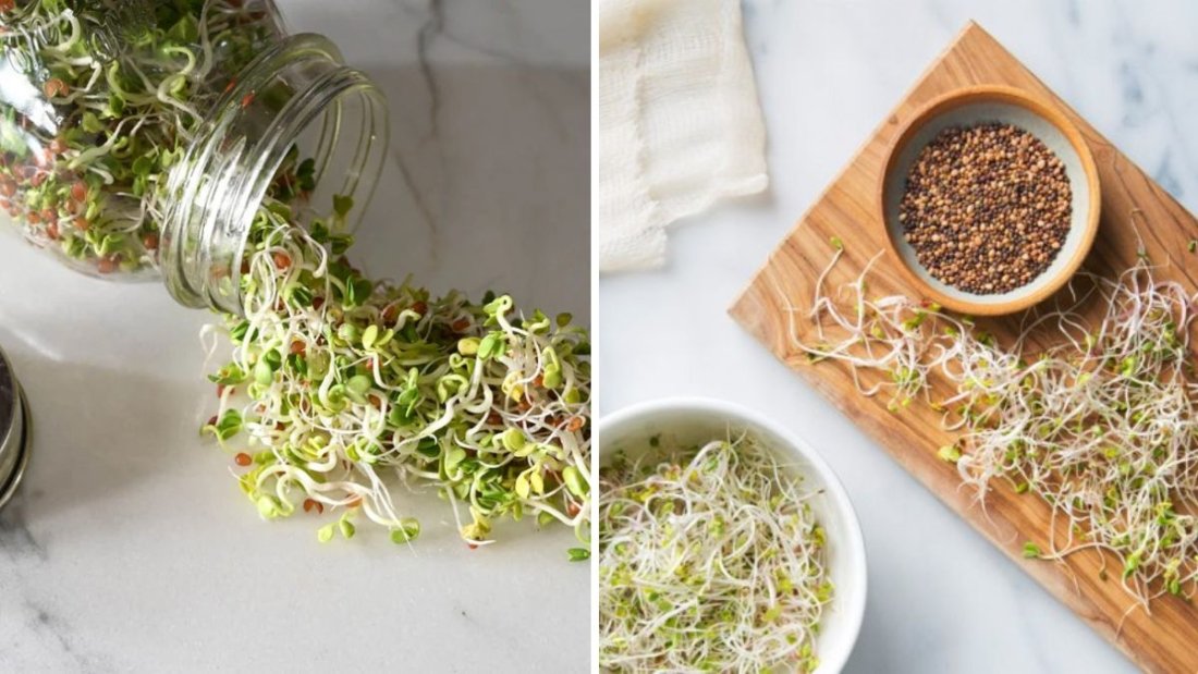 Homegrown Sprouts Made Easy: How to Turn Everyday Seeds into Nutritious Superfoods