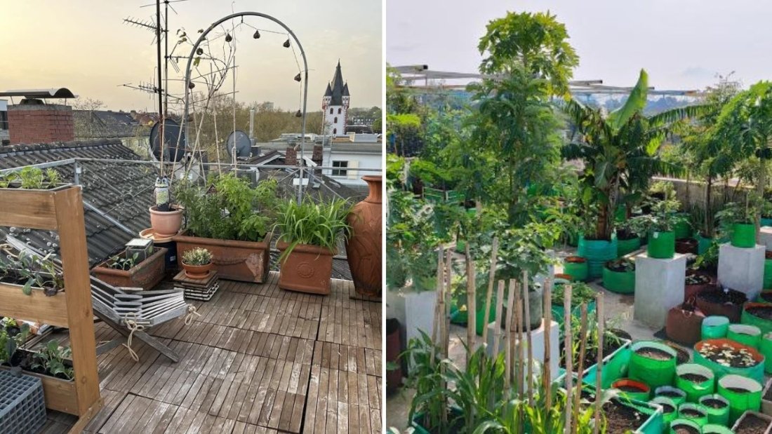 5 Steps to Create a Rooftop Garden from Scratch: A Complete Beginner’s Guide