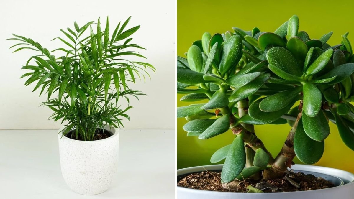 5 Best Plants for Windy Balconies: Hardy Green Choices for Breezy Urban Spaces