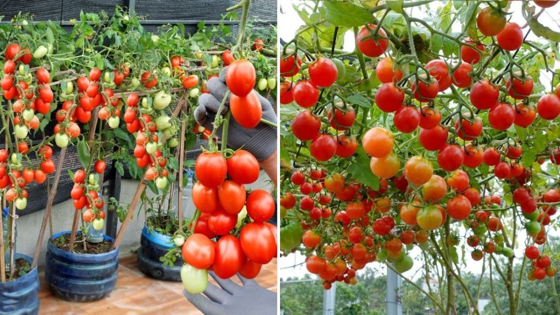 Grow Tomatoes in a Hanging Plastic Bottle: The Easiest Vertical Gardening Hack for Small Spaces!