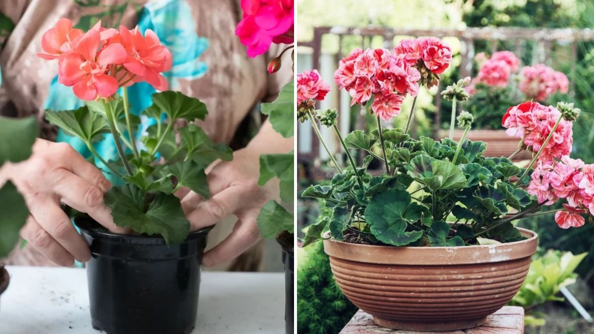 The Complete Guide to Growing Beautiful Geraniums at Home