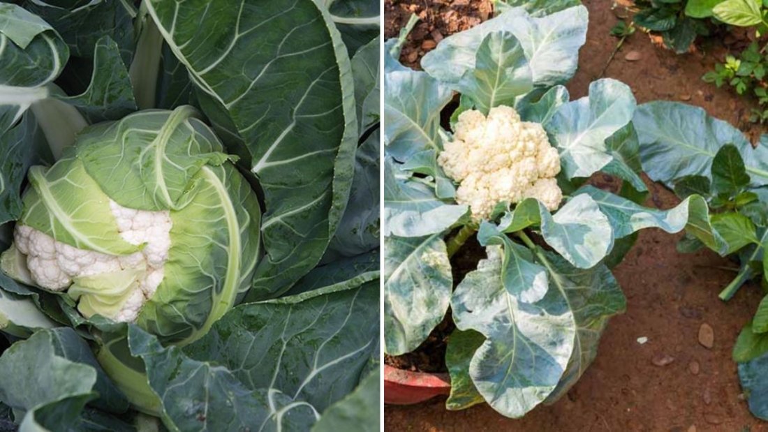 The Ultimate Guide to Growing Cauliflower at Home (Step-by-Step Updates Included)