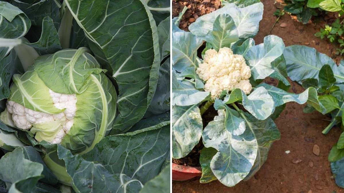 The Ultimate Guide to Growing Cauliflower at Home (Step-by-Step Updates Included)