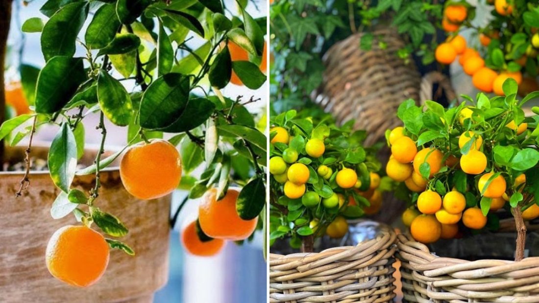 A Citrus Lover’s Dream: How to Grow and Harvest 5 Amazing Citrus Fruits in Your Garden