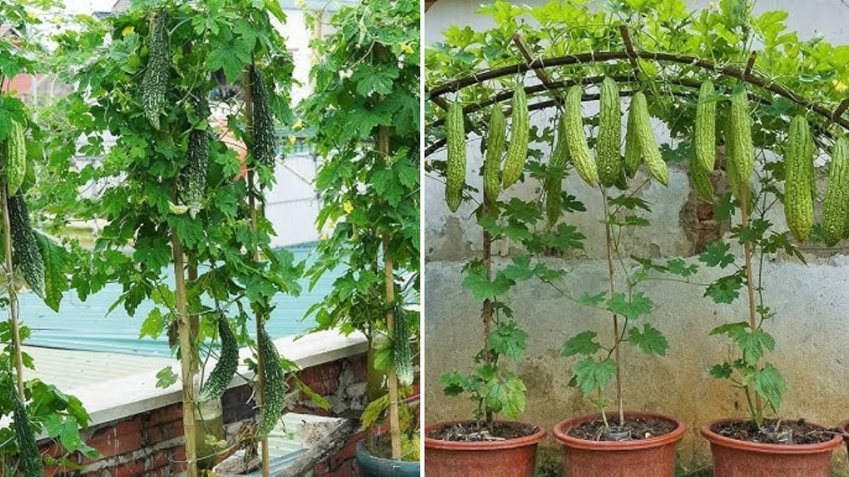 Grow Bitter Gourd (Karela) in Containers: A Complete Seed-to-Harvest Guide with Full Updates