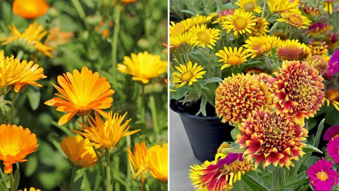 Bloom Faster: The Ultimate Beginner’s Guide to Growing Flower Seeds Quickly