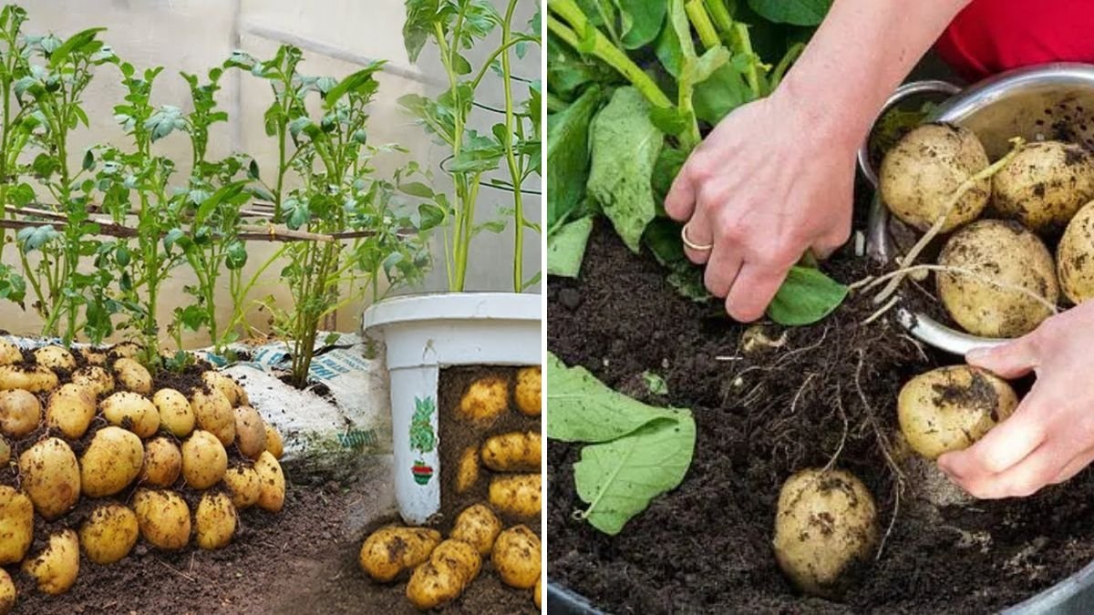Homegrown Potatoes Made Easy: Complete Step-by-Step Guide (With Full Updates)