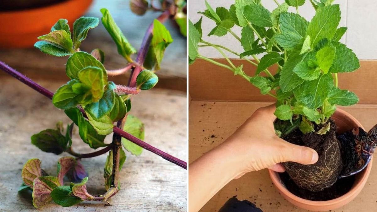 Mint Magic: A Beginner’s Guide to Growing Fresh Mint at Home