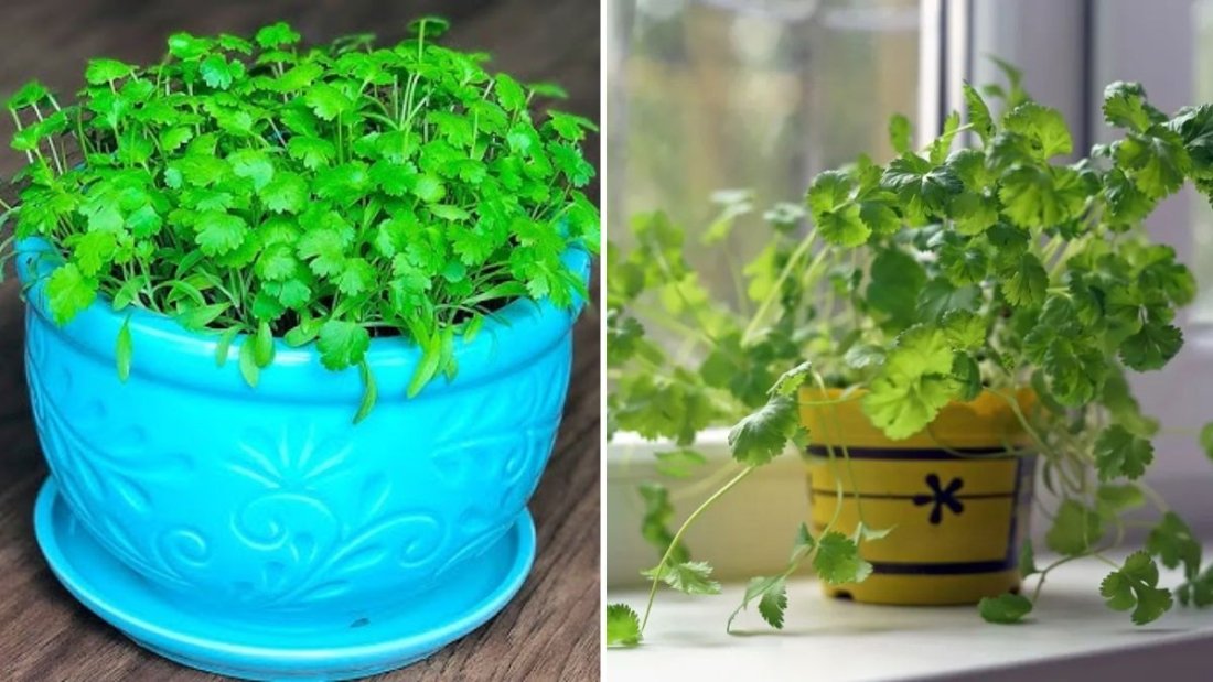 Double the Greens: How to Grow Coriander and Spinach Together in One Pot (With Full Updates)