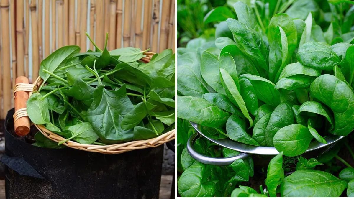 How to Grow Spinach All Year Round in Containers (Beginner-Friendly Guide)