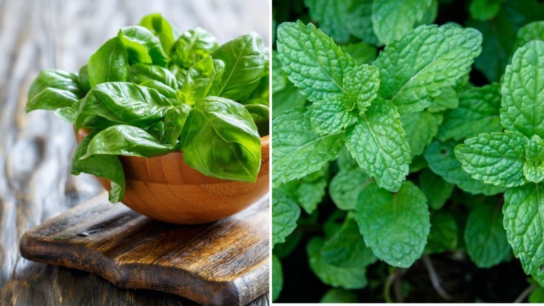 6 Herbs That Regrow Perfectly from Kitchen Scraps (Zero-Cost Indoor Gardening Guide)