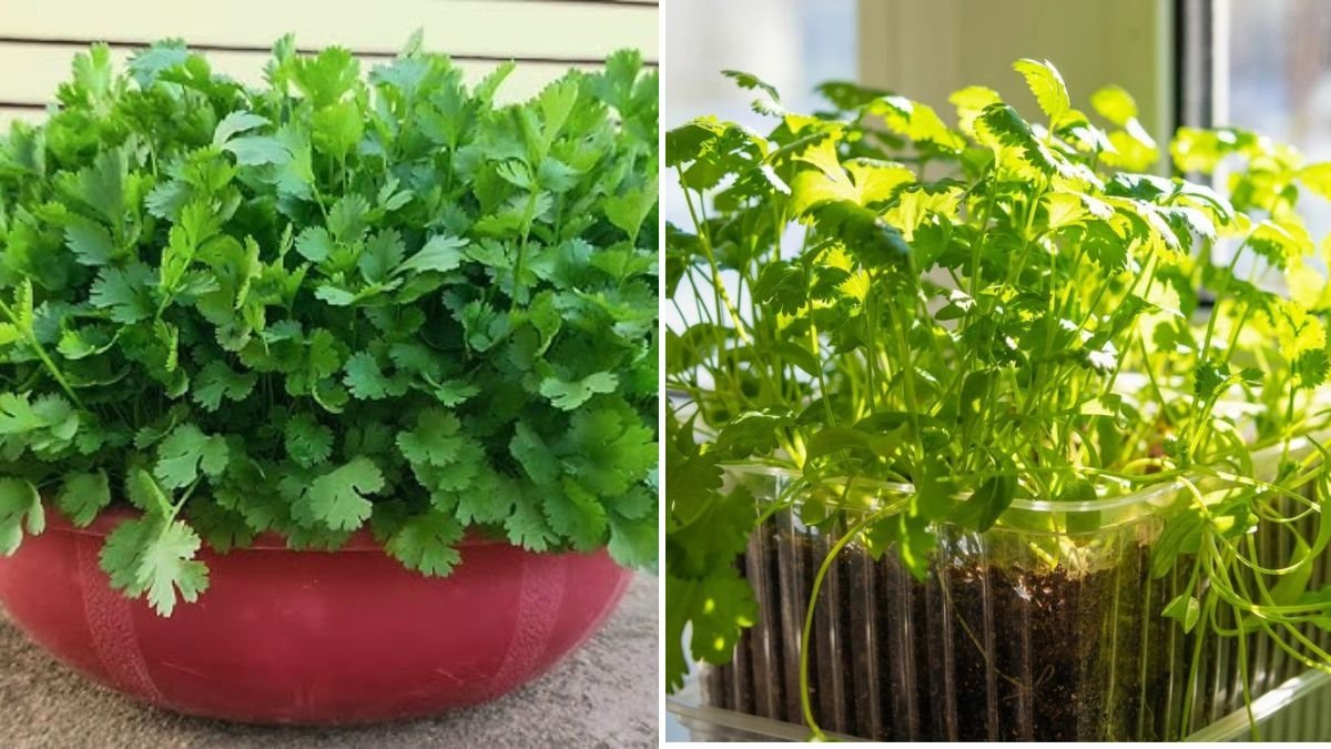 How to Grow Coriander Indoors Without Direct Sunlight (Complete Beginner’s Guide)