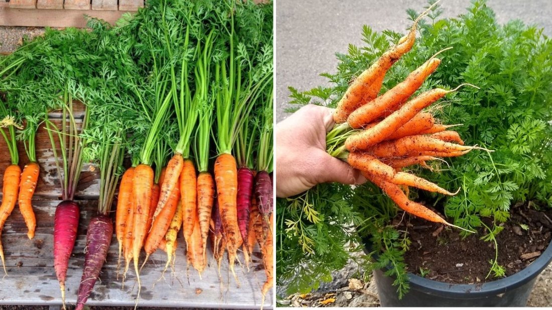 How to Grow Carrots in Deep Pots with Loose Soil (A Complete Step-by-Step Guide for Beginners)