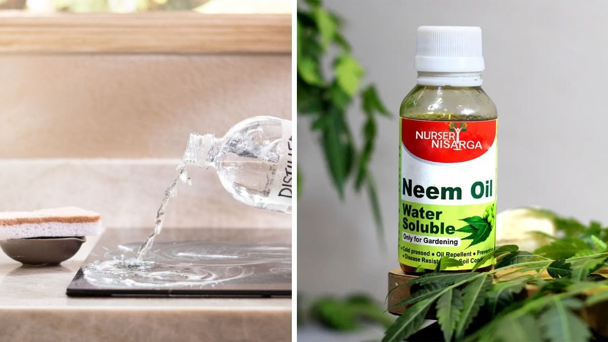 6 Organic Methods to Control Fungal Diseases in Plants (Naturally and Effectively!)