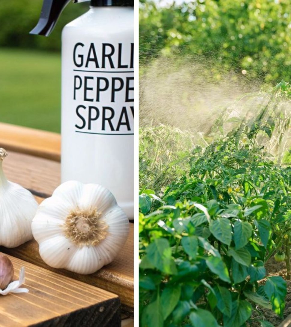 How to Use Garlic and Chili Spray to Repel Insects Naturally
